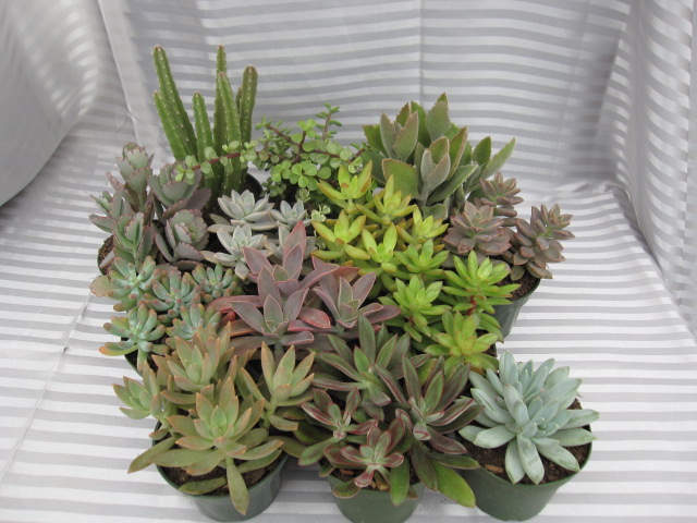 4" Succulent Assortment